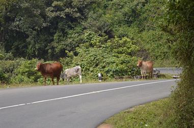 On the Route to Thekkady_DSC7086_H600